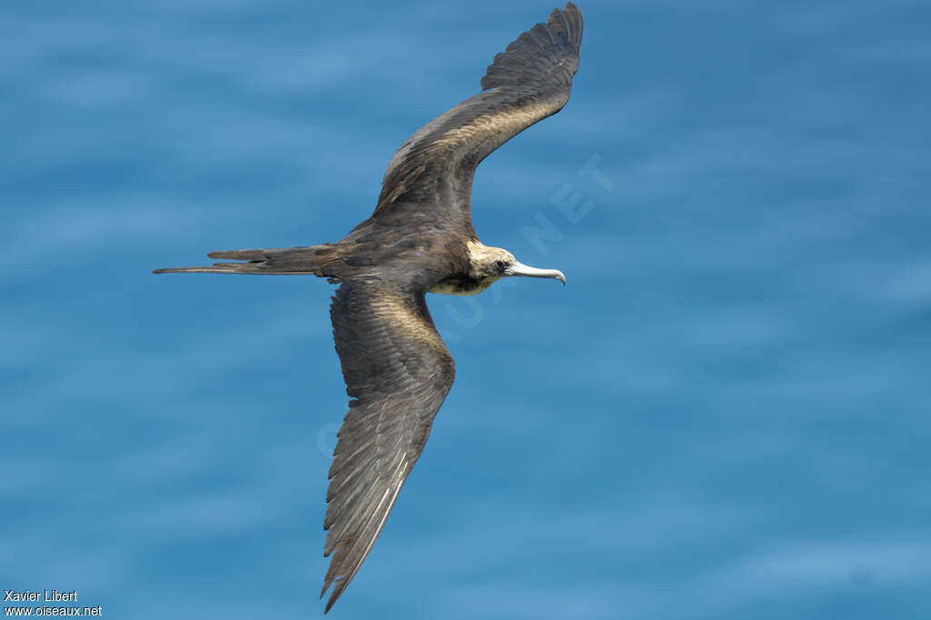 Great Frigatebirdjuvenile, pigmentation, Flight