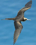 Great Frigatebird