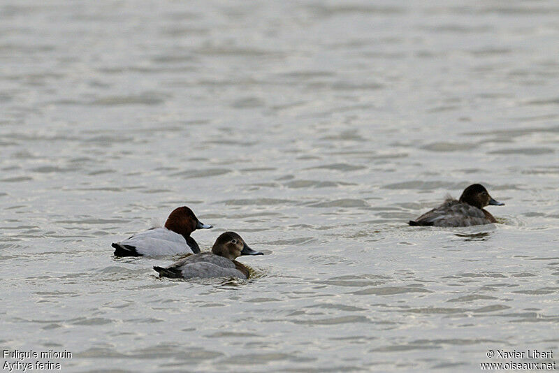 Common Pochard adult, identification