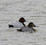 Common Pochard