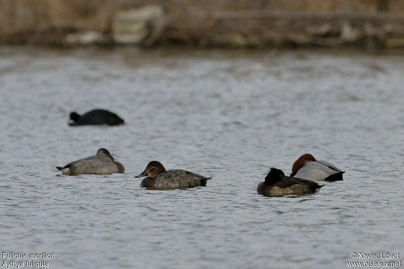 Tufted Duck male adult, identification