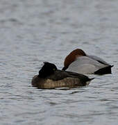 Tufted Duck