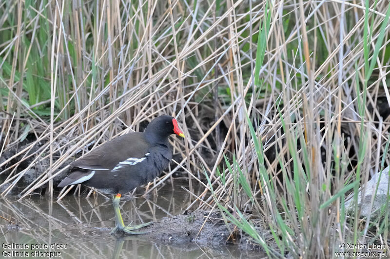 Common Moorhenadult, identification