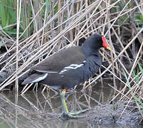 Gallinule poule-d'eau