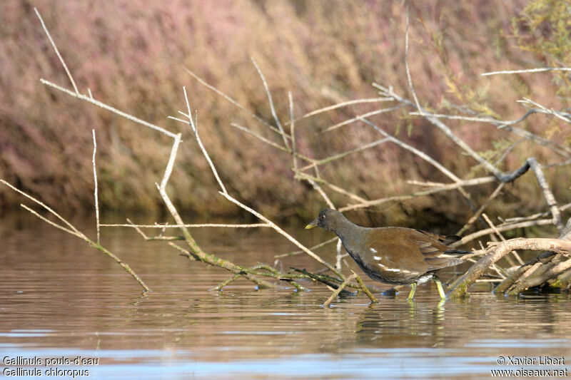 Gallinule poule-d'eaujuvénile, identification