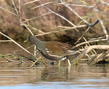 Gallinule poule-d'eau