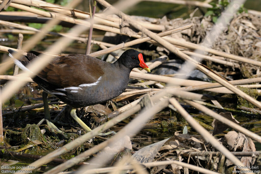 Gallinule poule-d'eauadulte, identification