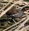 Gallinule poule-d'eau