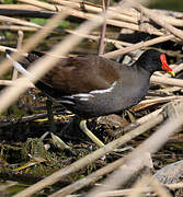 Gallinule poule-d'eau