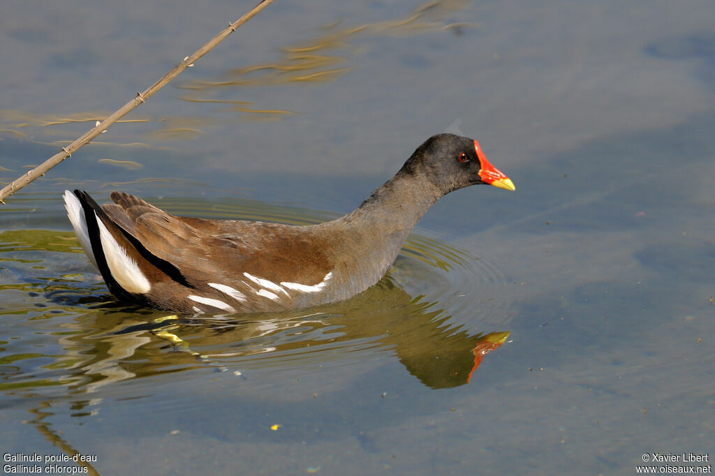 Common Moorhenadult, identification, Behaviour