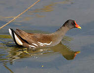 Gallinule poule-d'eau