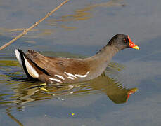 Common Moorhen