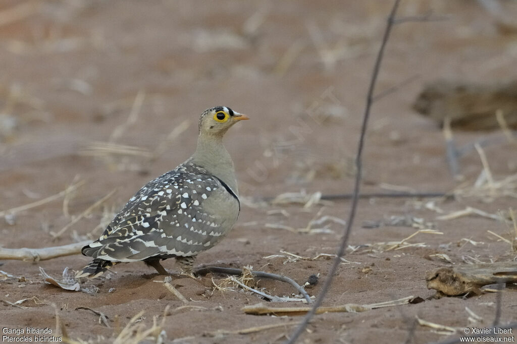 Double-banded Sandgrouse male adult, identification