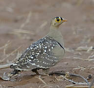 Double-banded Sandgrouse