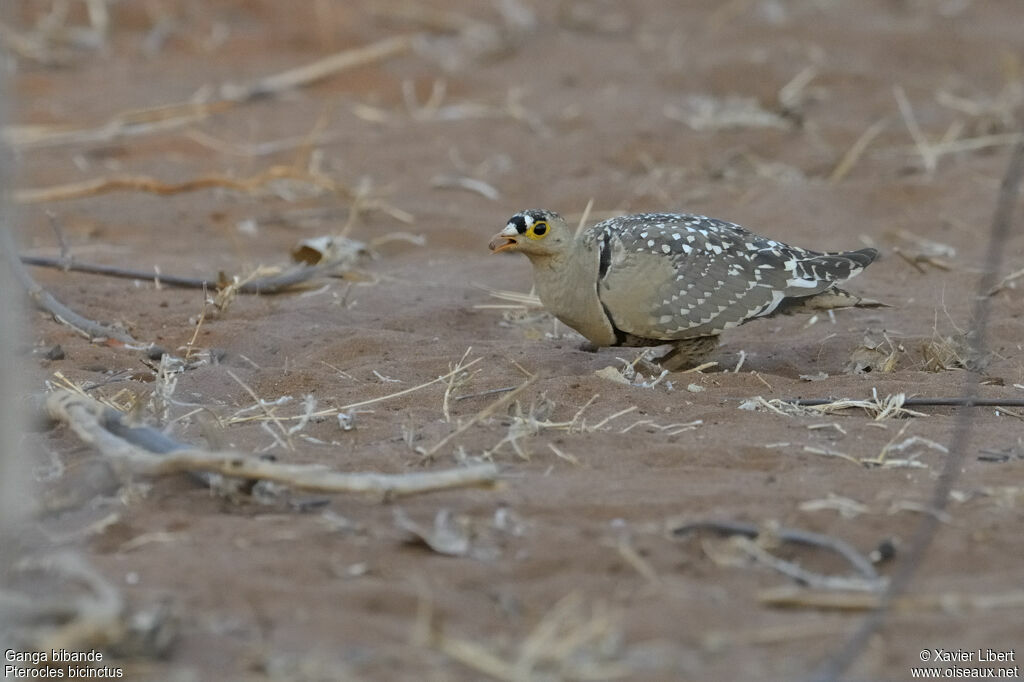 Double-banded Sandgrouse male adult, identification, feeding habits