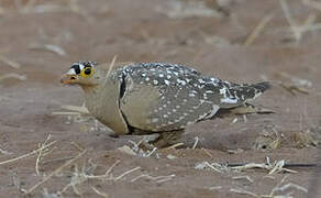 Double-banded Sandgrouse