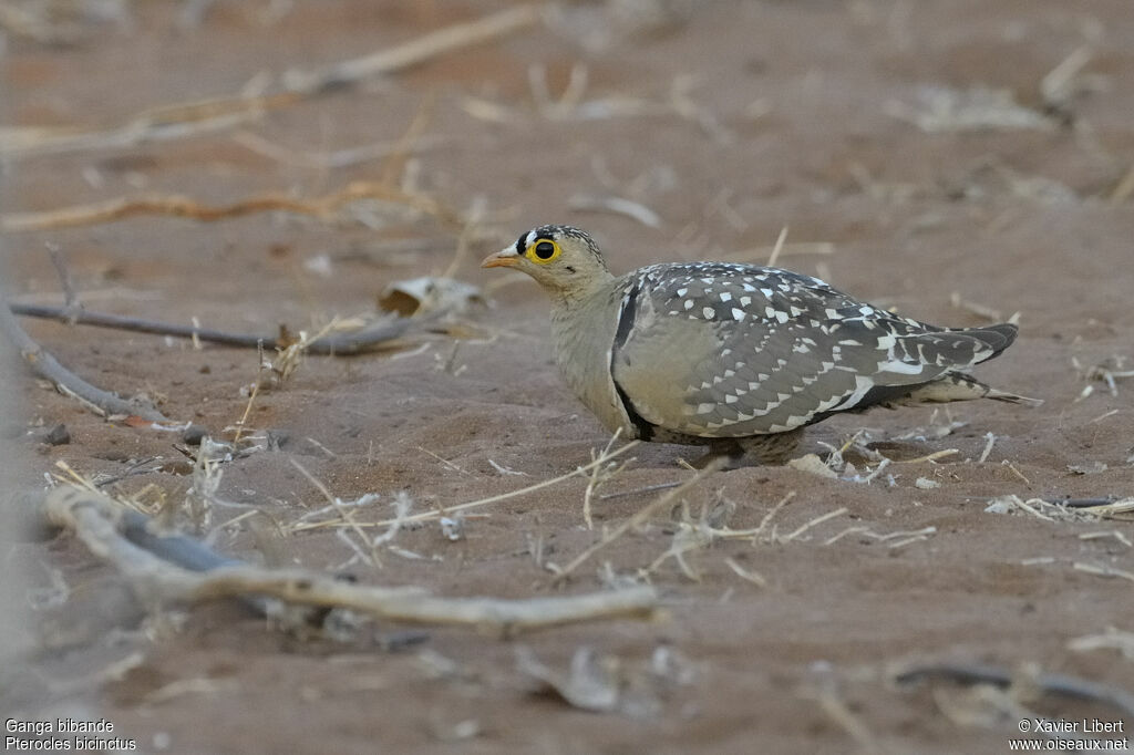 Ganga bibande mâle adulte, identification