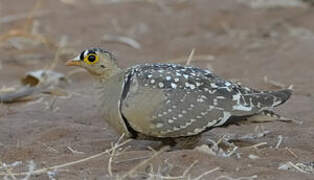 Double-banded Sandgrouse