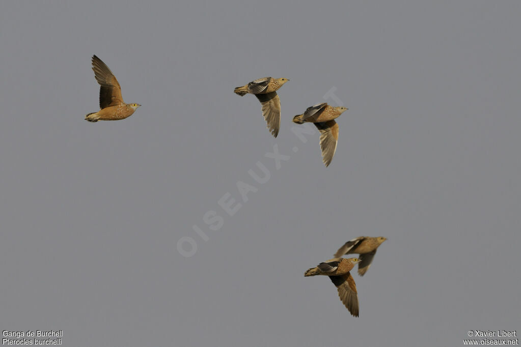 Burchell's Sandgrouse adult, Flight