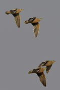 Burchell's Sandgrouse