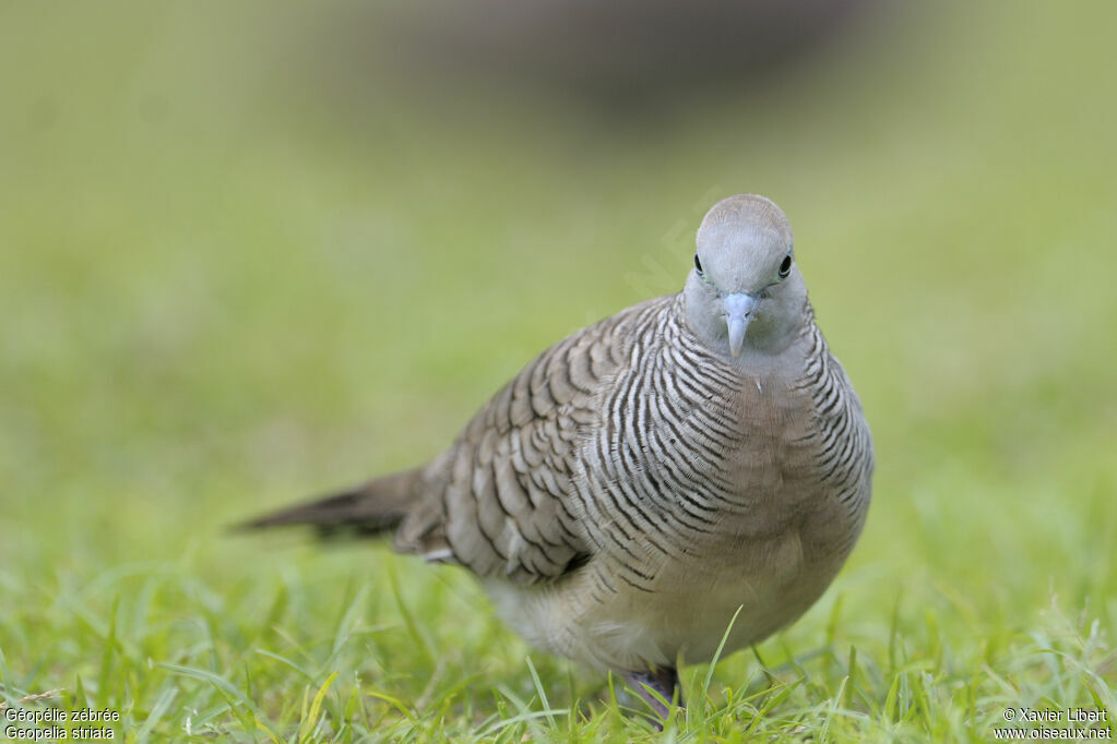 Zebra Dove, identification