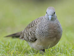 Zebra Dove