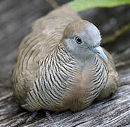 Zebra Dove