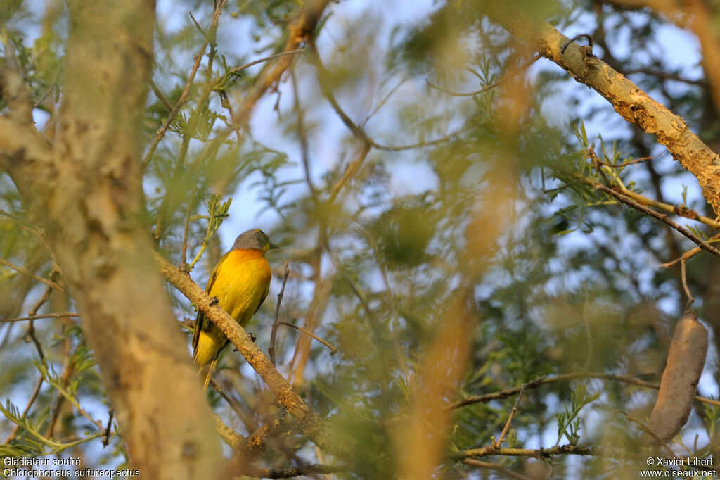 Orange-breasted Bushshrikeadult, identification