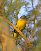 Orange-breasted Bushshrike