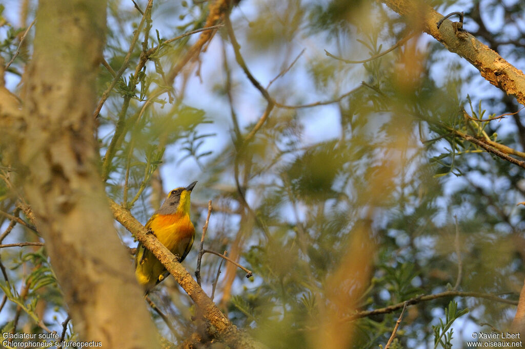 Orange-breasted Bushshrikeadult, identification