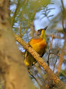 Orange-breasted Bushshrike