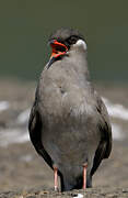 Rock Pratincole