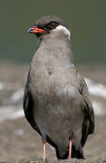 Rock Pratincole