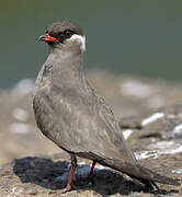 Rock Pratincole