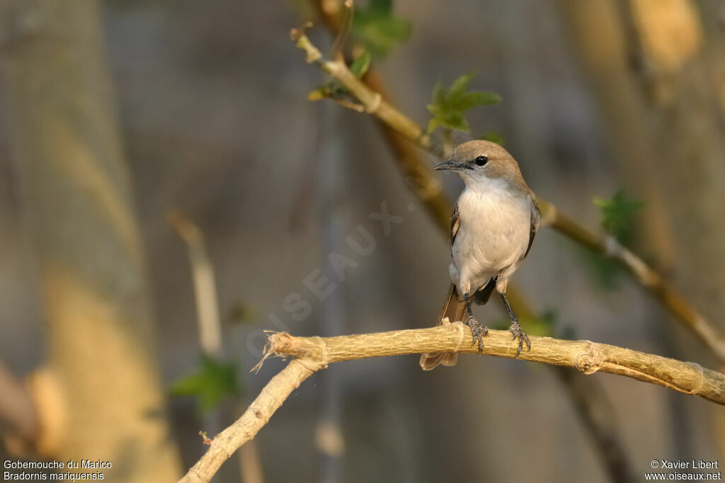 Marico Flycatcheradult, identification