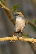 Marico Flycatcher