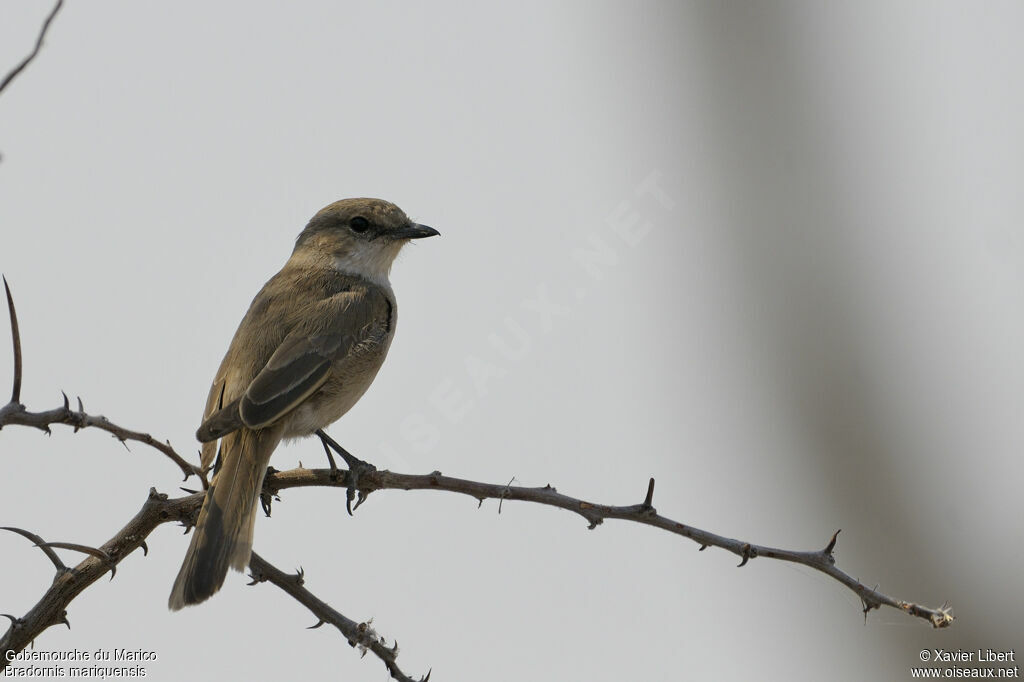 Gobemouche du Maricoadulte, identification