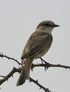 Marico Flycatcher