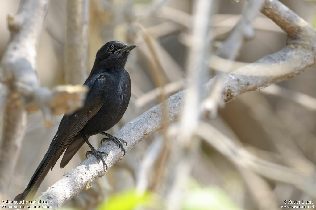 Gobemouche sud-africainadulte, identification