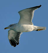 Lesser Black-backed Gull