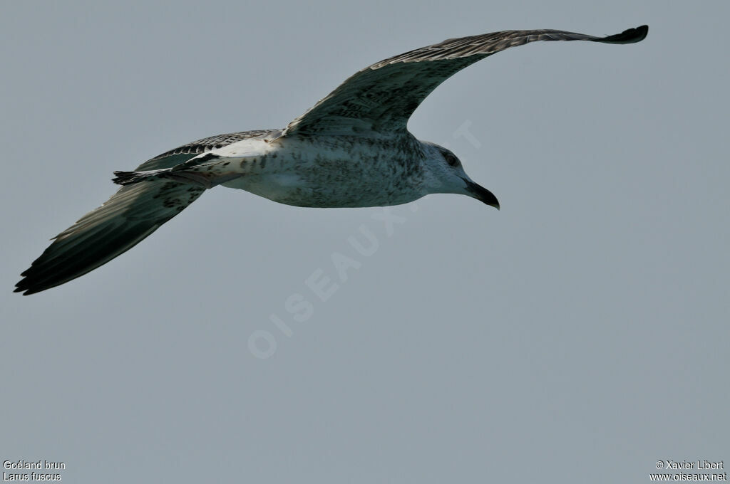 Lesser Black-backed Gulljuvenile, identification