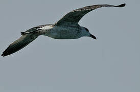 Lesser Black-backed Gull