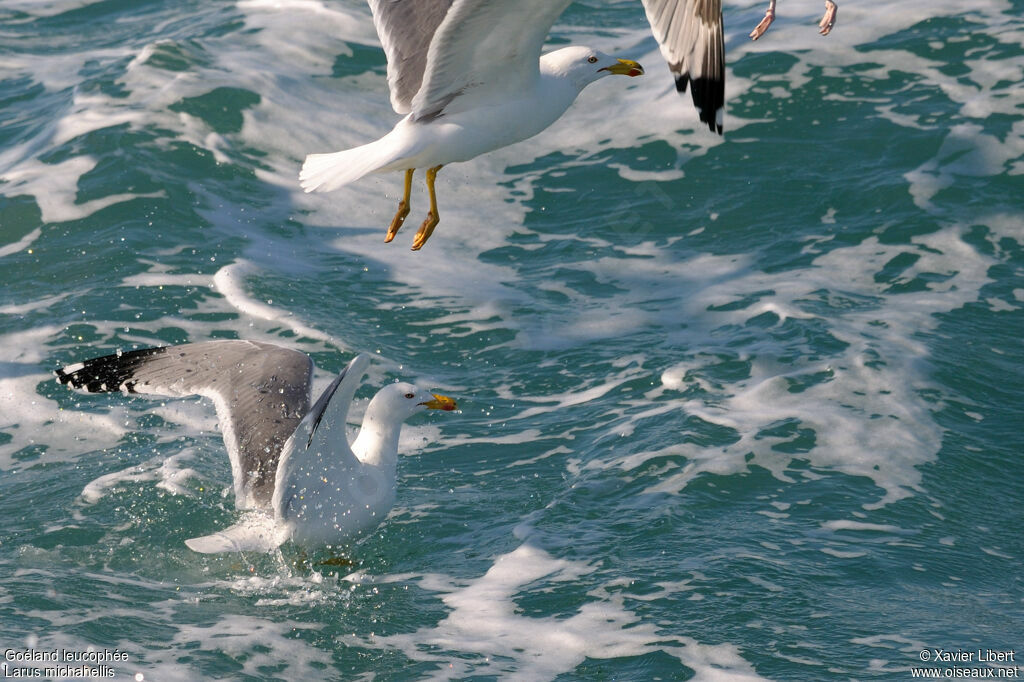 Goéland leucophéeadulte nuptial, identification, Comportement