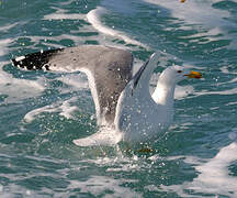 Yellow-legged Gull