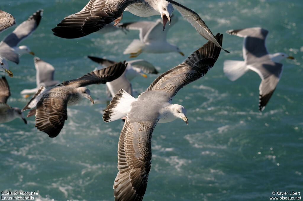 Yellow-legged Gulljuvenile, identification