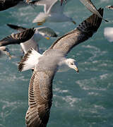 Yellow-legged Gull