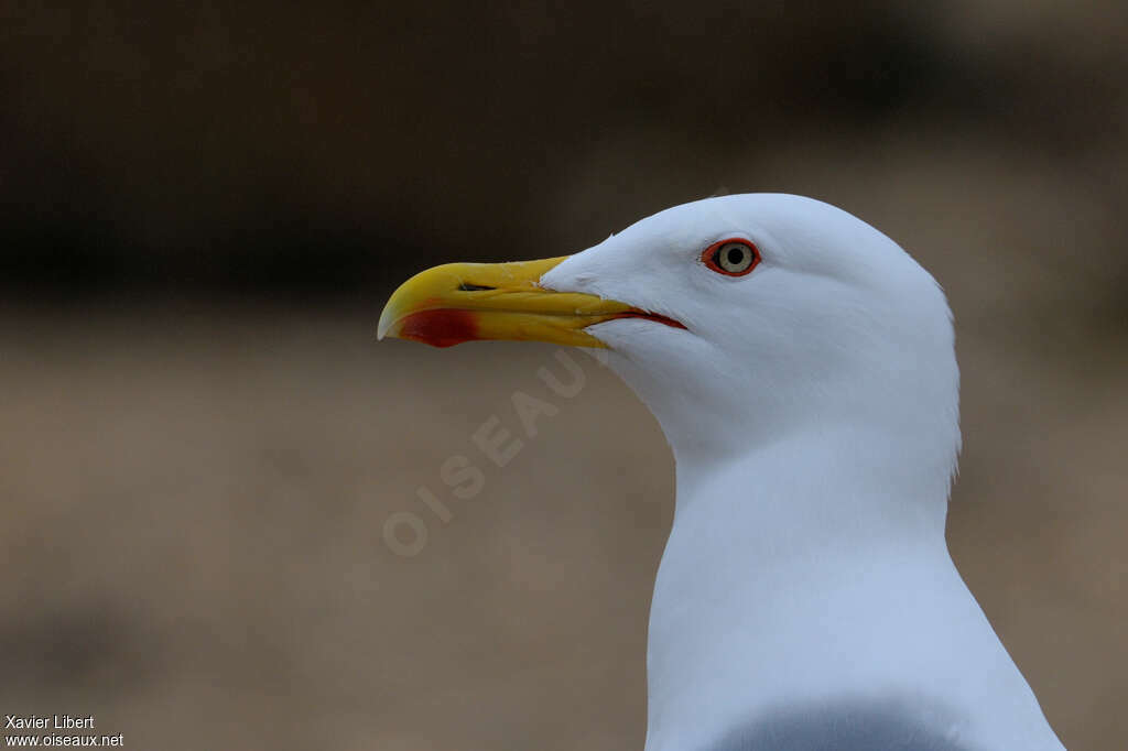 Yellow-legged Gulladult breeding, close-up portrait