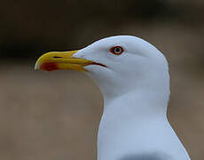 Yellow-legged Gull