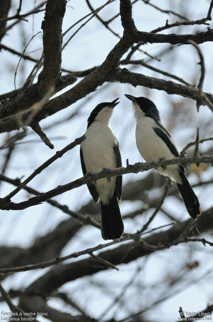 Swamp Boubou adult, identification