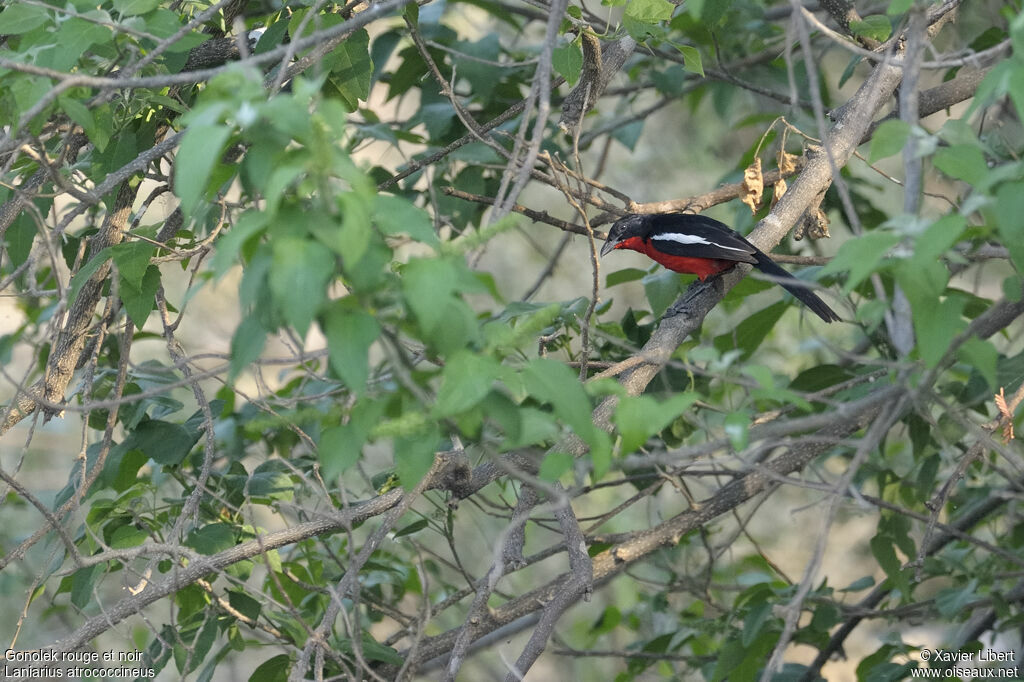 Gonolek rouge et noiradulte, identification